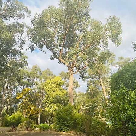 Sanctuary House Resort Motel Healesville Exteriör bild